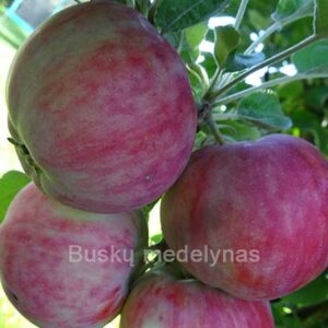 Koloninė obelis Mekintoš (vasarinė)