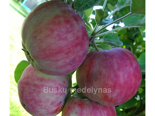 Koloninė obelis Mekintoš (vasarinė)