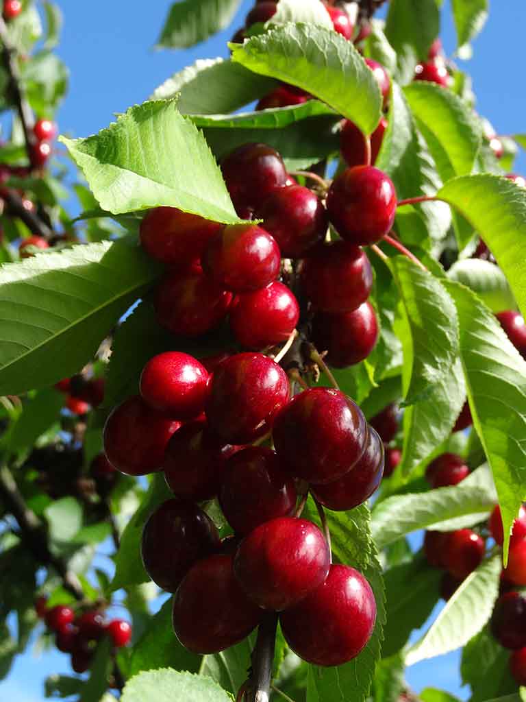 Koloninė trešnė Queen Marry (savidulkė)