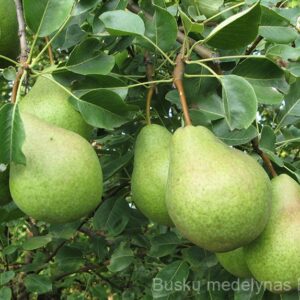 Kriaušė Alka (vasarinė)