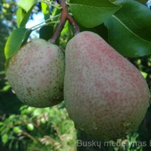 Kriaušė Beloruskaja pozdniaja (žieminė)