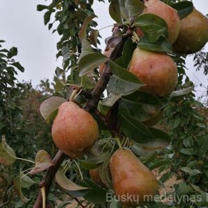 Koloninė kriaušė Decora (Rudeninė)