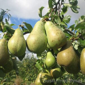 Kriaušė Konferencinė (rudeninė)