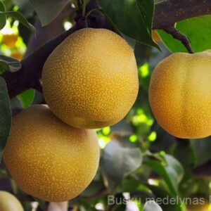 Azijietiška kriaušė Nashi (Rudeninė)