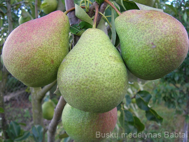 Kriaušė Patten (rudeninė)