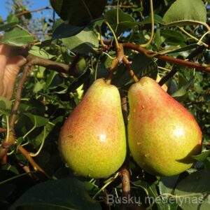 Kriaušė Vasarinė sviestinė (vasarinė)