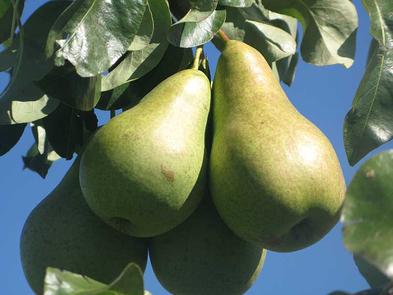 Kriaušė Concorde (rudeninė)