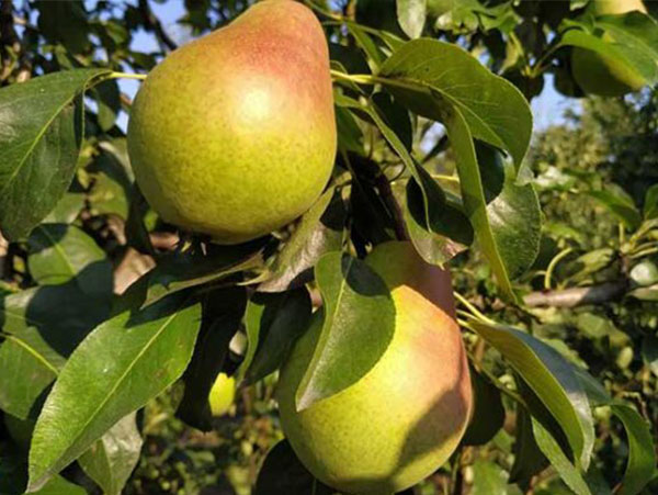 Kriaušė Kliapo mėgstamoji (vasarinė)