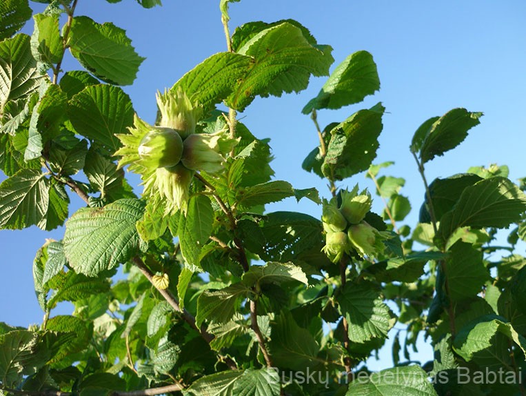 Lazdynas Halės milžinai