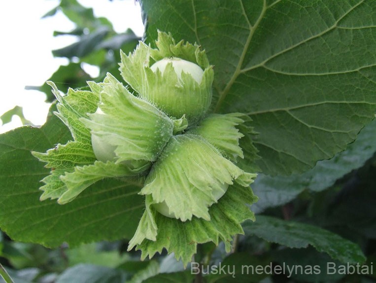 Lazdynas Katalonijos