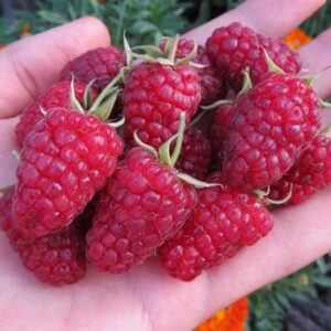 Remontantinė avietė Margarita