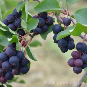 Medlieva Northline