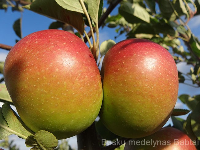 Obelis Aldas (Rudeninė)