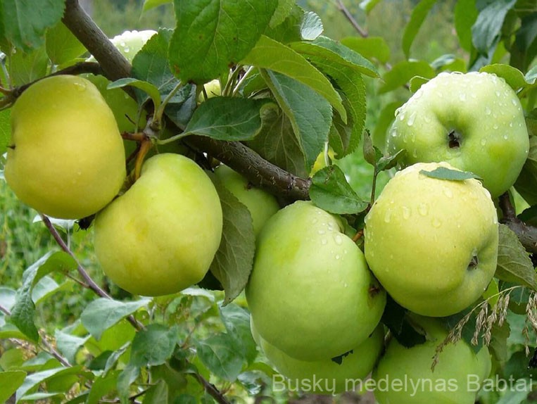 Obelis Antaninis (Rudeninė)