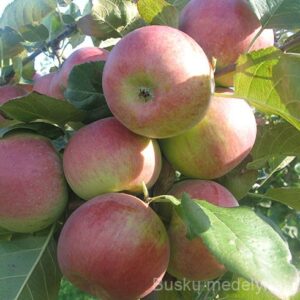 Obelis Auksis (rudeninė)