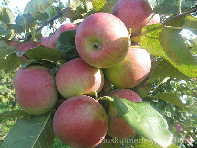 Obelis Auksis (rudeninė)