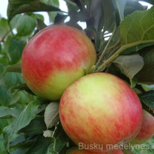 Koloninė obelis Baiba (rudeninė)