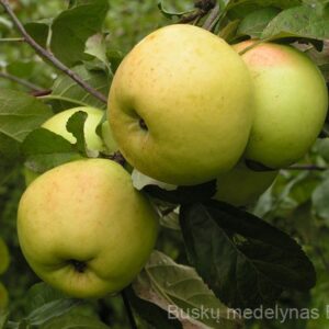 Obelis Beržininkų ananasas (Rudeninė)