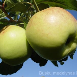 Obelis Bogatyr (Žieminė)