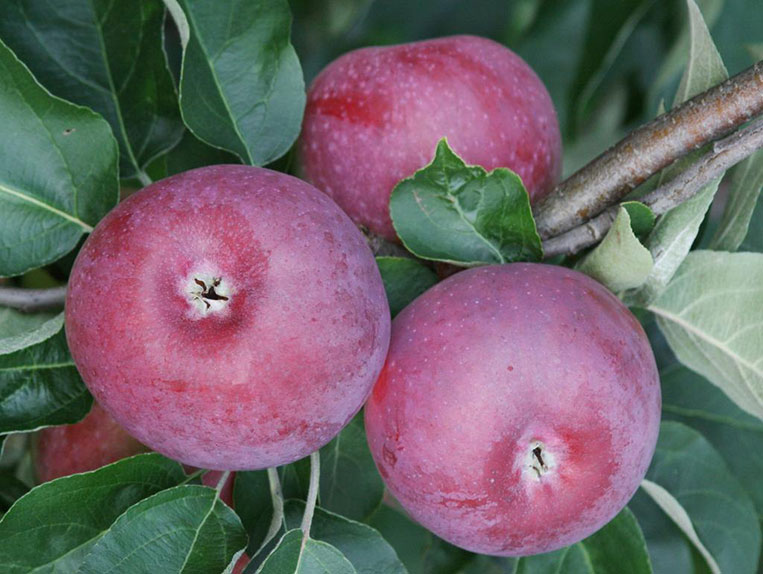 Koloninė obelis Dejavu (vasarinė)