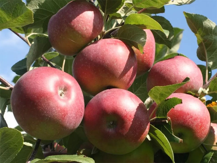 Obelis Delikates (Rudeninė)