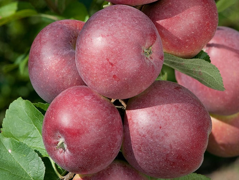 Koloninė obelis Gatis (žieminė)