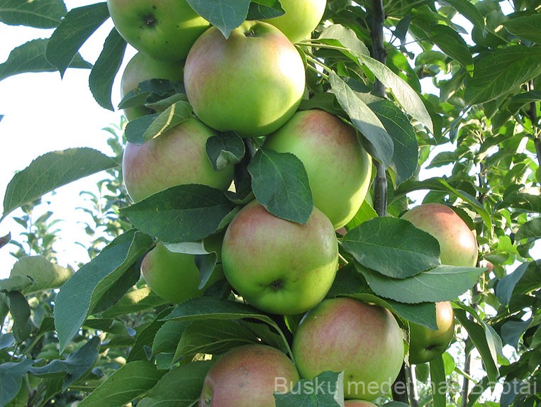 Koloninė obelis Golden (žieminė)