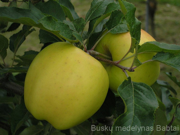 Obelis Golden Delicious (Žieminė)