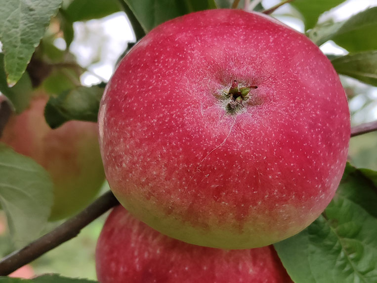 Koloninė obelis Kičinos vasarinė (vasarinė)