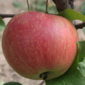 Koloninė obelis Mango (rudeninė)