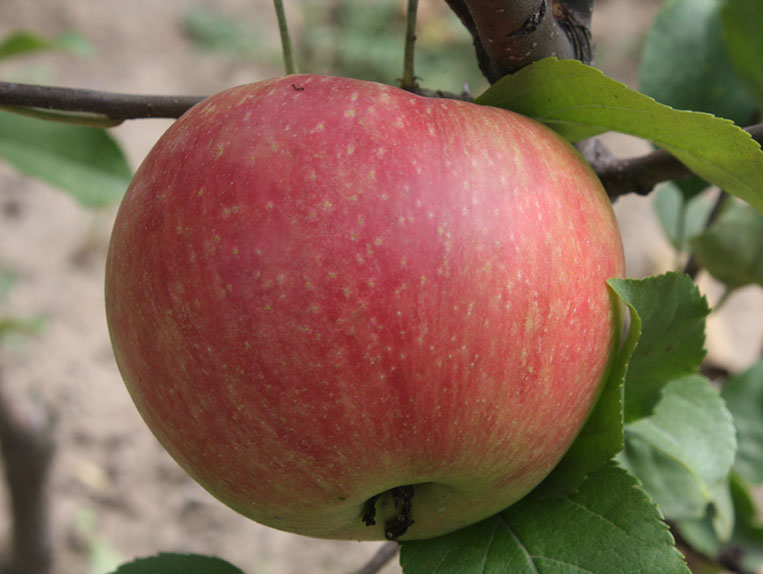 Koloninė obelis Mango (rudeninė)