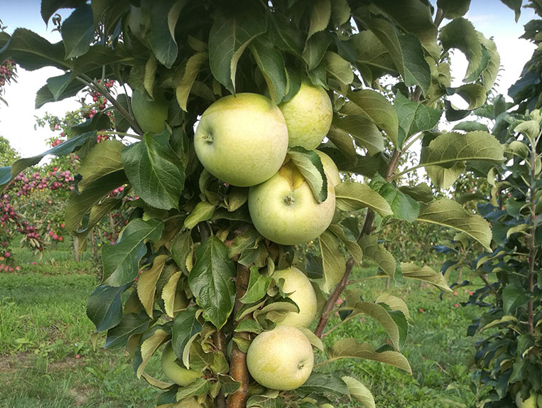 Koloninė obelis Nataliuška (žieminė)