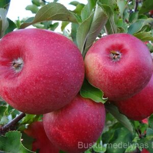 Obelis Šampion (Žieminė)