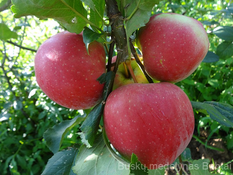 Koloninė obelis Uldis (vasarinė)