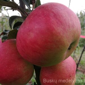 Koloninė obelis Valiuta (žieminė)