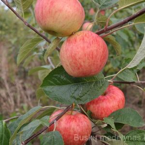 Obelis Avenarijus (vasarinė)