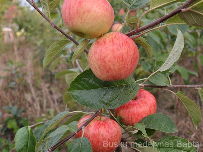 Obelis Avenarijus (vasarinė)