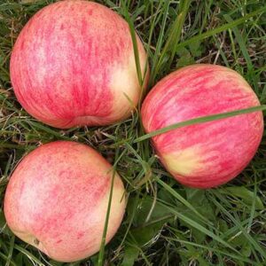 Obelis Avietinis (vasarinė)