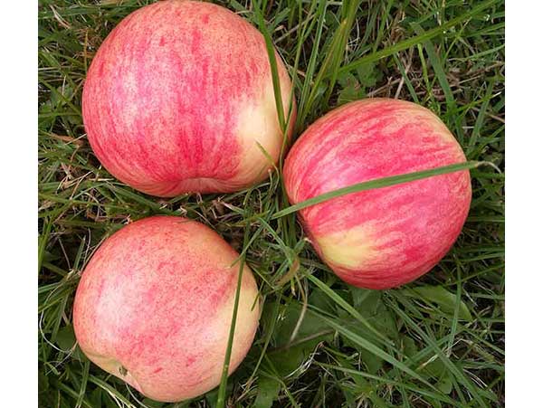 Obelis Avietinis (vasarinė)