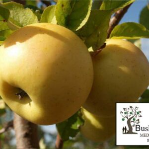 Obelis Gold bohemia (Žieminė)