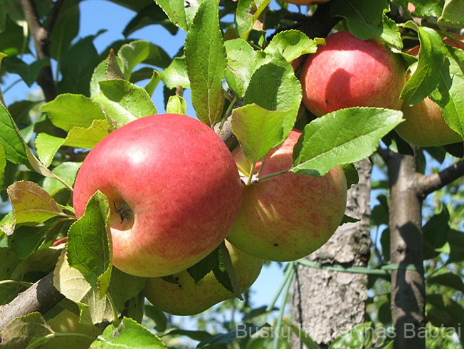 Obelis Konfetnoje (vasarinė)