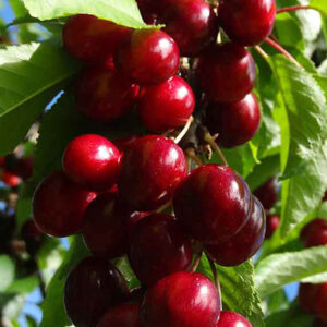 Koloninė trešnė Queen Marry (savidulkė)