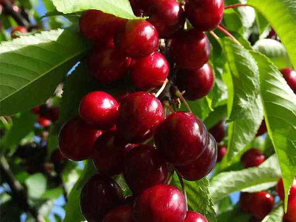 Koloninė trešnė Queen Marry (savidulkė)