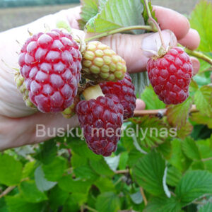 Remontantinė avietė Pokusa