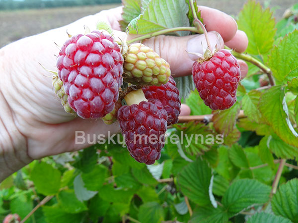 Remontantinė avietė Pokusa