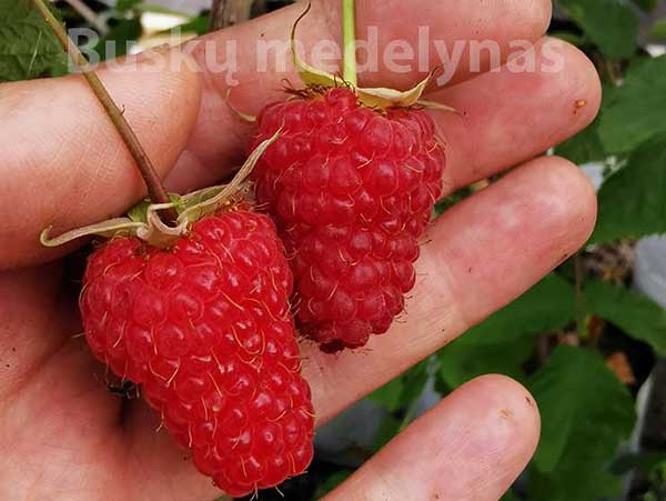 Remontantinė avietė Polonez