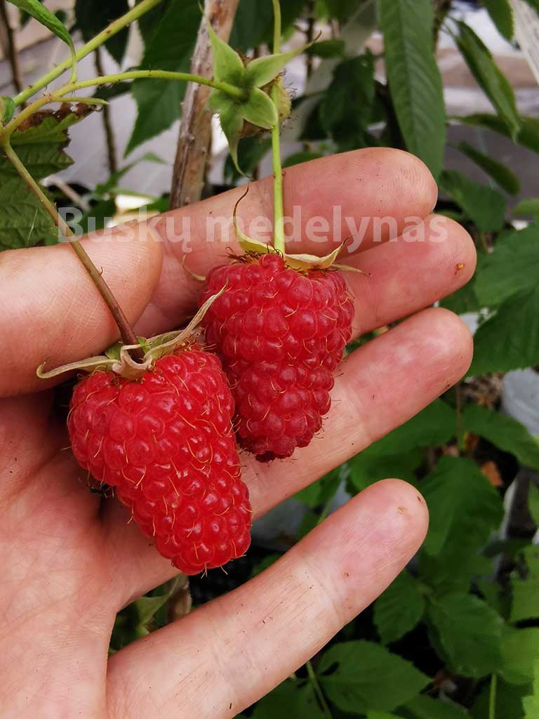 Remontantinė avietė Polonez