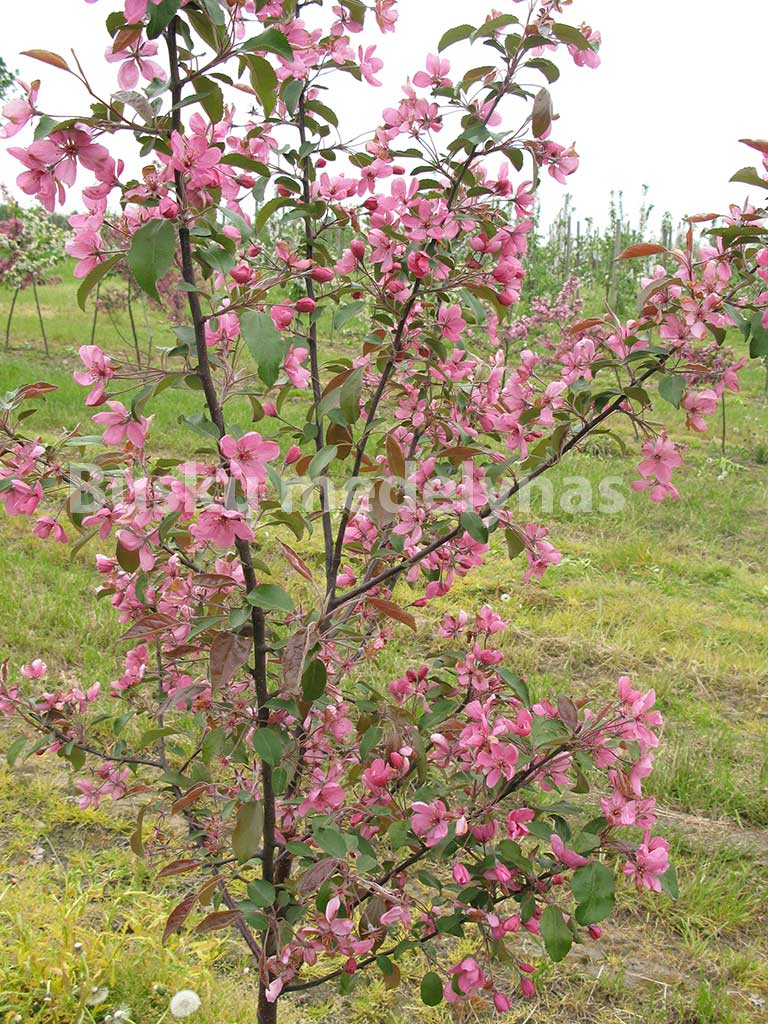 Buskumedelynasbabtai.lt