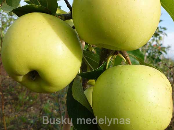 Obelis Koštelė (rudeninė)