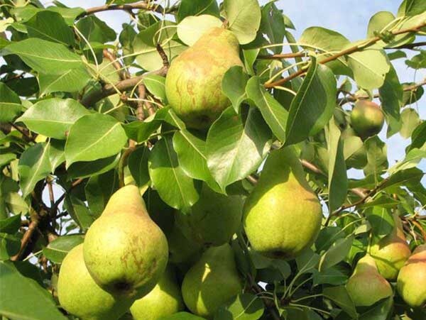 Koloninė kriaušė Saphyra (vasarinė)